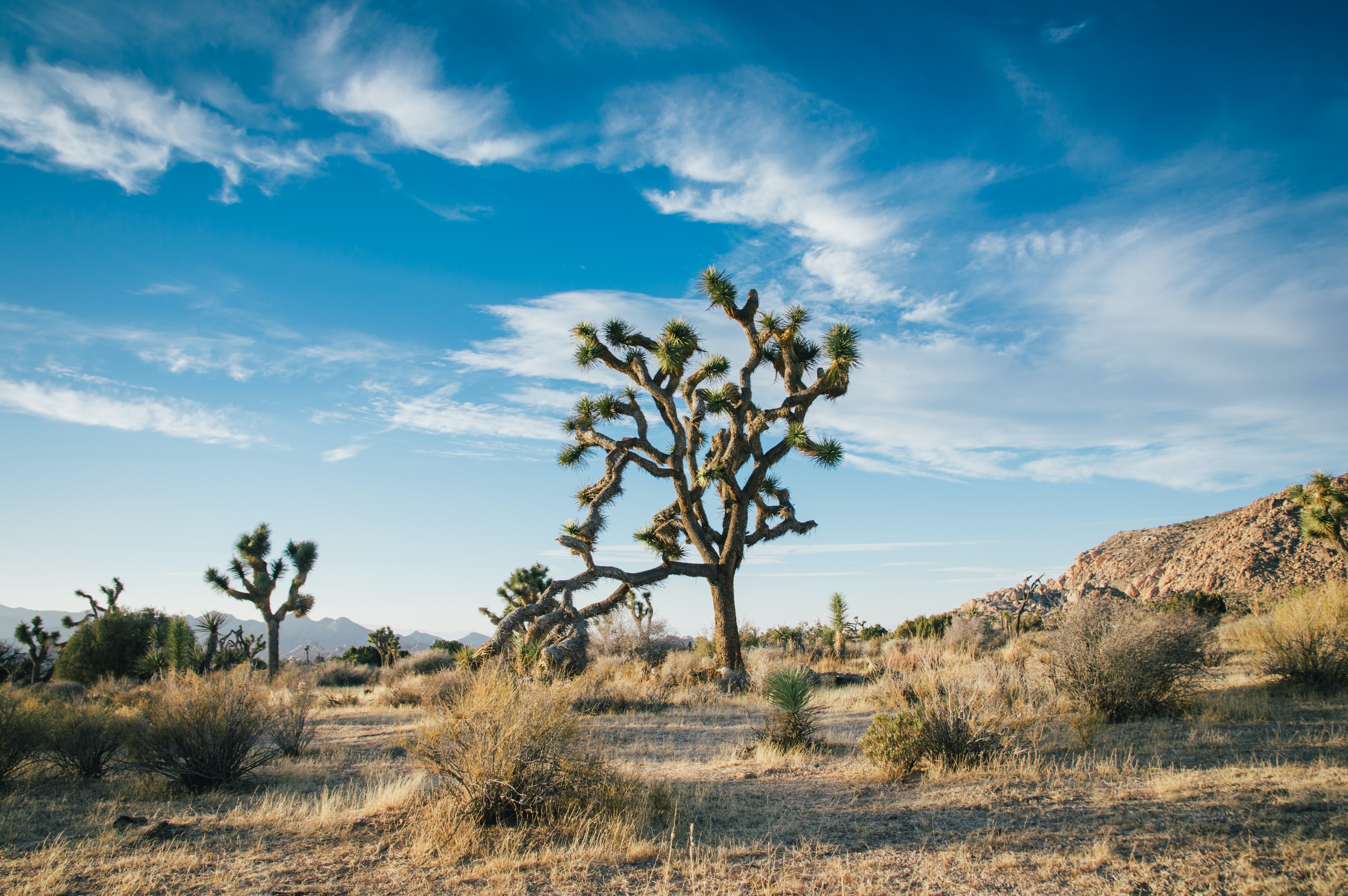 4000x2660 Desert sky royalty free image. Of course, these trees need to be removed