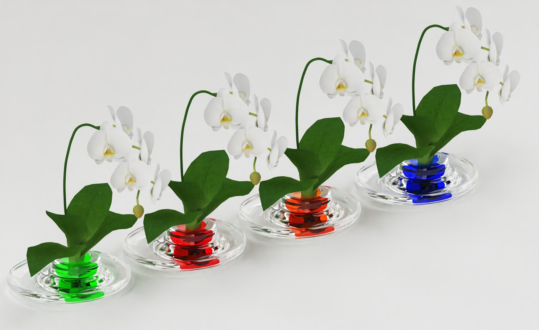 Flower-Vase-Flat-Round-Glass.jpg